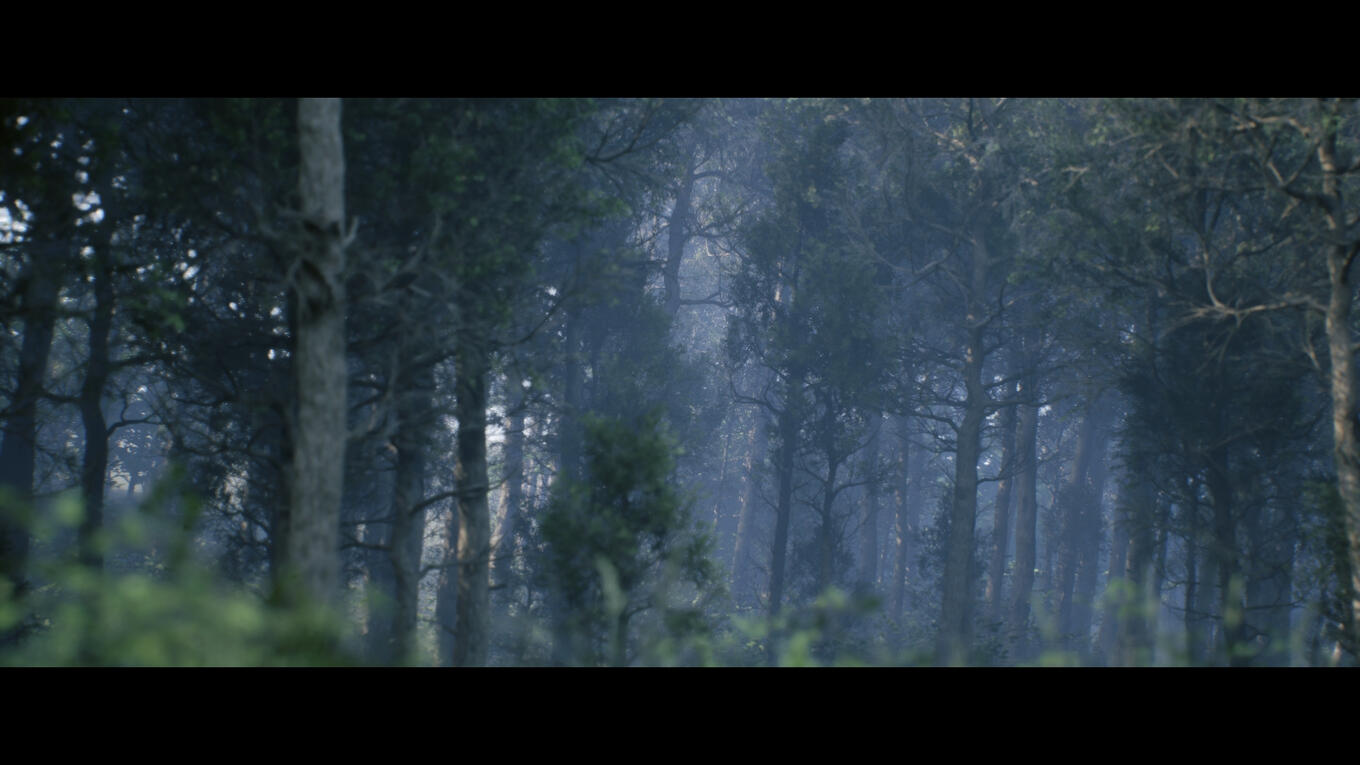 Forest